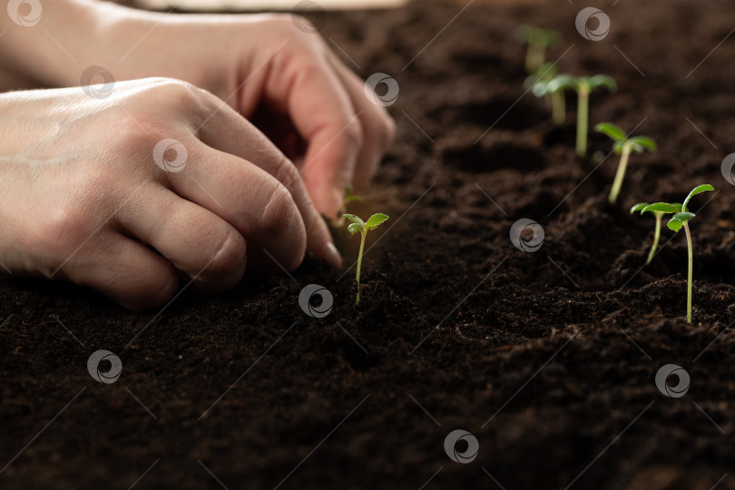 Скачать Рука фермера держит саженец для пересадки в плодородную почву для органического земледелия и символизирует новый старт в выращивании чего-либо. Высадка рассады зеленых растений в открытый грунт фотосток Ozero