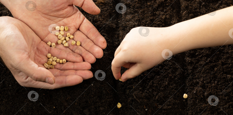 Скачать Детская рука и рука взрослого сажают семена. Выращивание семян овощей на семенной почве в метафоре садоводства, концепции сельского хозяйства. Посев семян в открытый грунт фотосток Ozero
