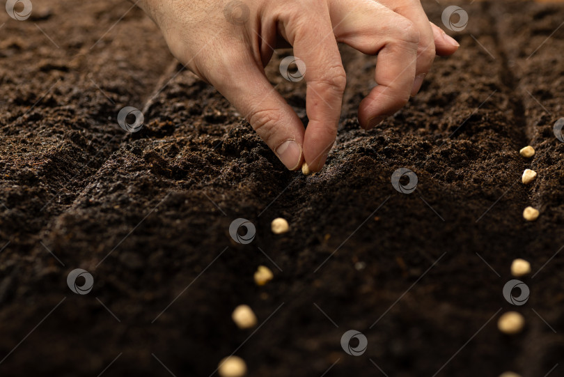 Скачать Ручное выращивание семян овощей на посевной почве в саду метафора садоводства, концепция сельского хозяйства фотосток Ozero