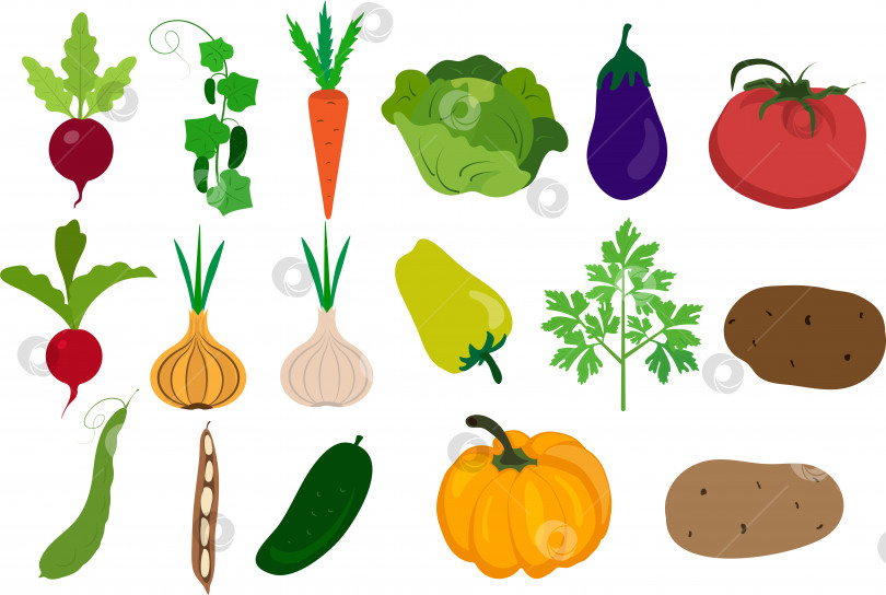 Скачать Цветной набор изображений овощей фотосток Ozero