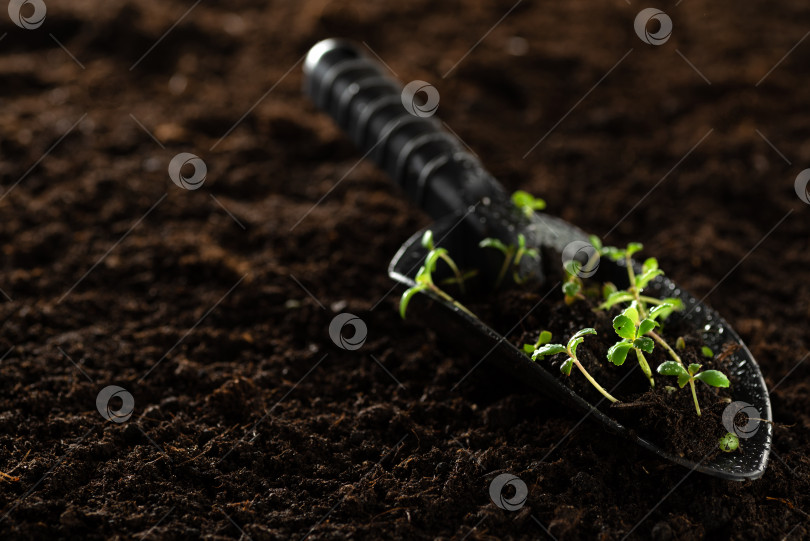 Скачать Рассада готова к посадке. Маленькие зеленые растения на садовой лопате с местом для текста. Посадка семян и рассады в открытый грунт фотосток Ozero