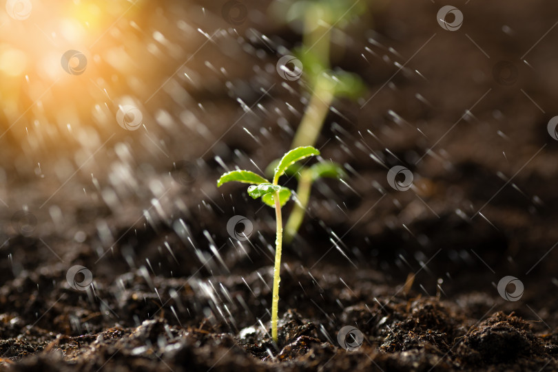 Скачать Зеленый росток, растущий из земли. Полив семян водой, дождь падает на маленький зеленый росток, новая концепция или стартап фотосток Ozero