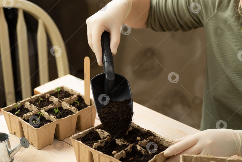 Скачать Женщина сажает семена овощей в торфяные горшки. Выращивание рассады растений в горшках. Домашнее хобби фотосток Ozero
