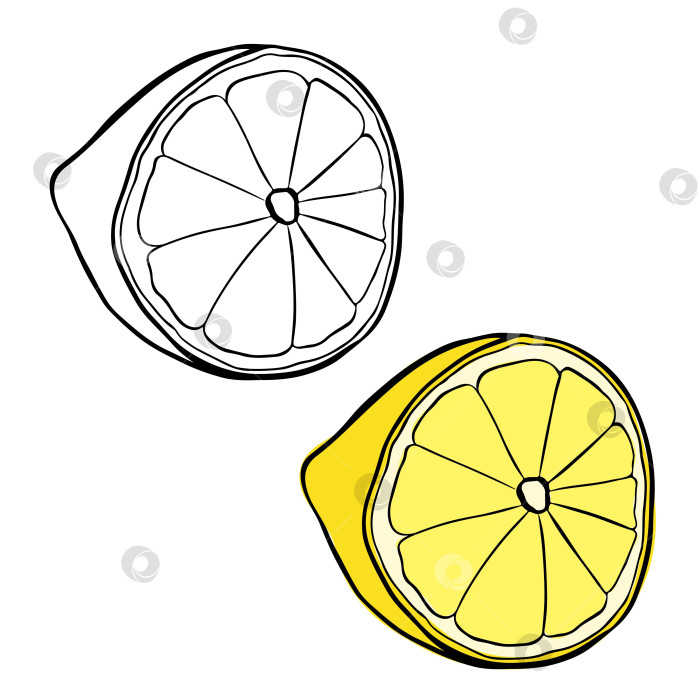 Скачать Половинка спелого лимона, выполненная графическими чернилами. Вектор выделяет свежие цитрусовые фрукты. Ингредиент для приготовления лимонада или десерта. Лимон. фотосток Ozero