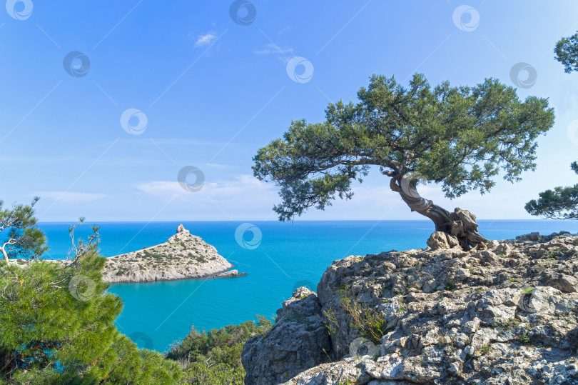 Скачать Старый изогнутый можжевельник на берегу моря. фотосток Ozero