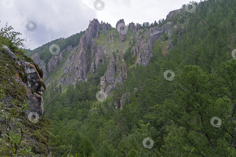 Скачать Тайга на склоне горы. фотосток Ozero