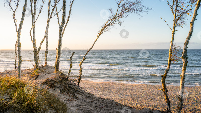 Скачать деревья у моря, мягкий свет заката фотосток Ozero