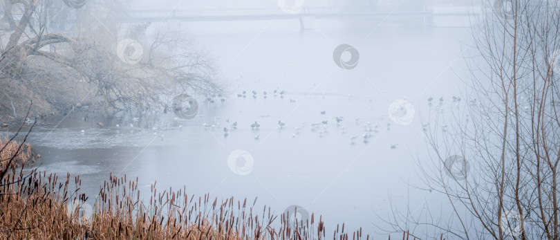 Скачать Холодное зимнее утро с густым туманом над городским озером фотосток Ozero