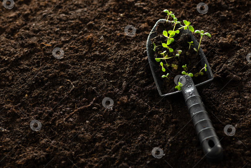 Скачать Рассада готова к посадке. Маленькие зеленые растения на садовой лопате с местом для текста. Посадка семян и рассады в открытый грунт фотосток Ozero
