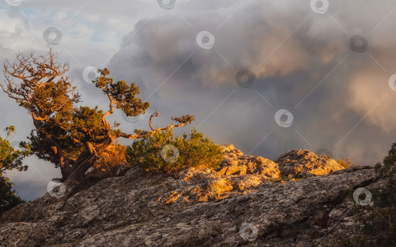 Скачать Реликтовые деревья и залитые вечерним солнцем скалы. фотосток Ozero