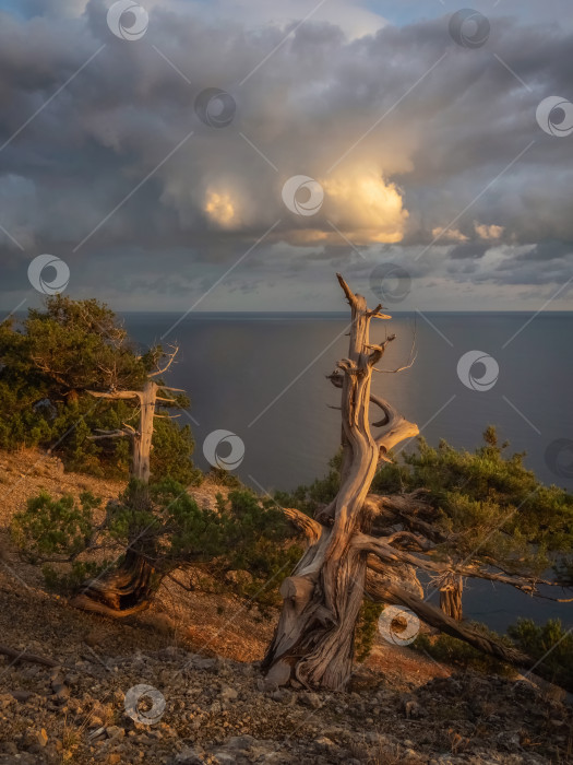 Скачать Море и сухое дерево. Впечатляющая старая сосна на скале фотосток Ozero