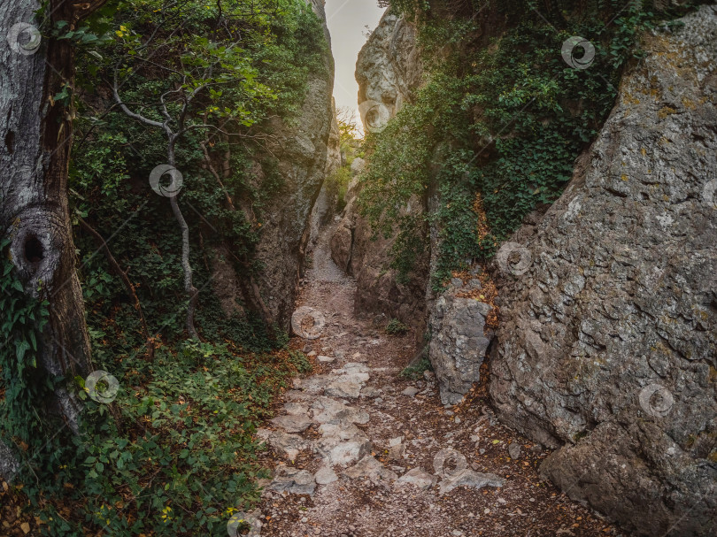 Скачать Солнечный свет в горном ущелье Караул-Оба в Крыму. фотосток Ozero