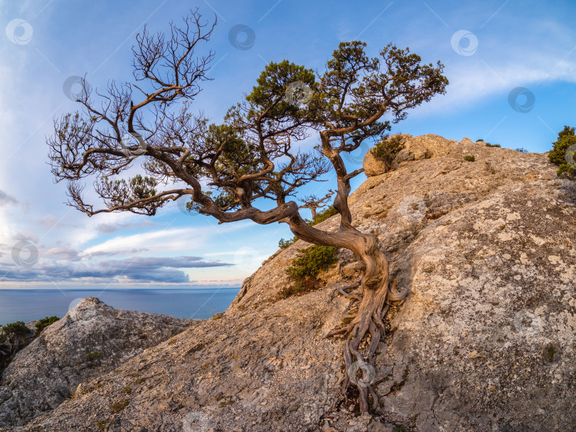 Скачать Красивый природный пейзаж с сосной на берегу моря фотосток Ozero