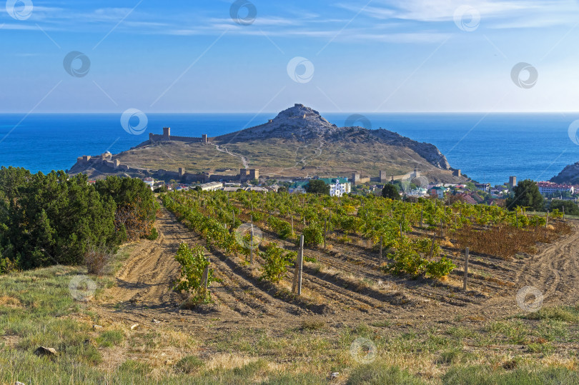 Скачать Виноградники у моря. Крым. фотосток Ozero