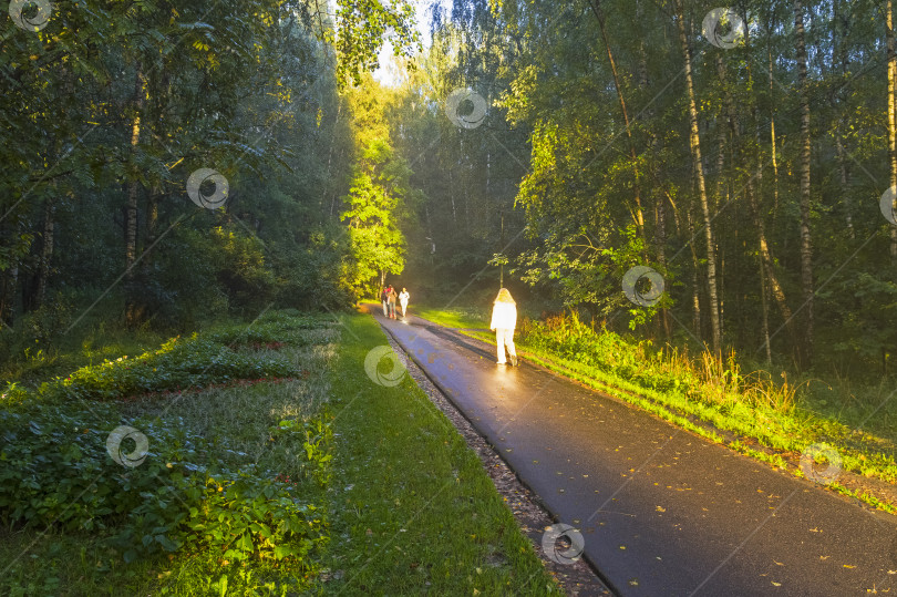 Скачать Пешеходная дорожка в лесопарке фотосток Ozero