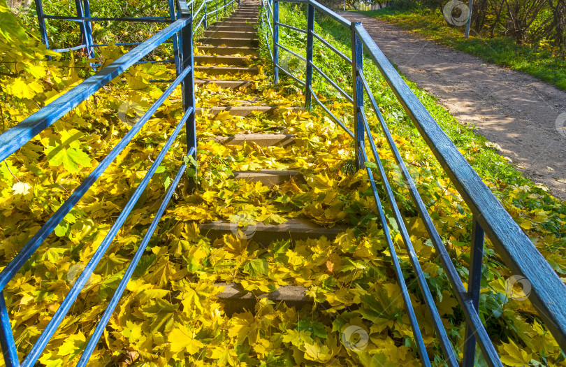 Скачать Опавшие кленовые листья. фотосток Ozero