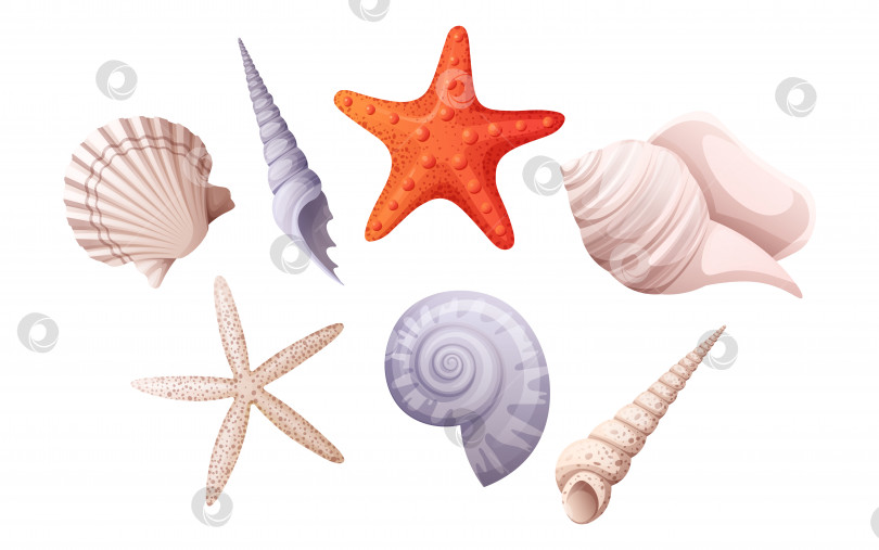 Скачать Набор различных ракушек: спиральная раковина, моллюск, морская звезда. Пляжная иллюстрация, морская концепция. фотосток Ozero