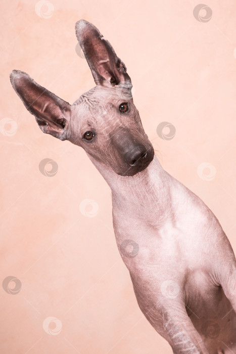 Скачать Собака породы Ксоло (Xoloitzcuintle, мексиканская голая) на бежевом фоне, портрет по диагонали фотосток Ozero