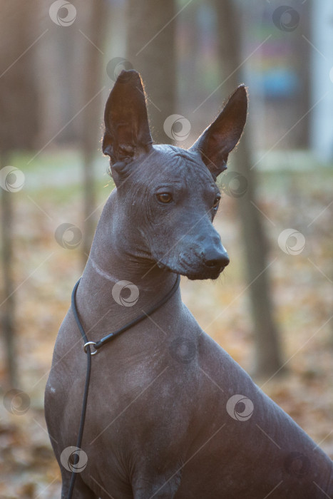 Скачать Собака породы Ксоло (Xoloitzcuintle, мексиканская голая), портрет фотосток Ozero