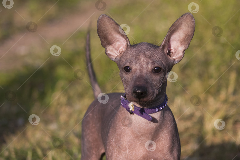 Скачать Щенок Ксоло (Xoloitzcuintle, мексиканский голый) с пушком во рту фотосток Ozero