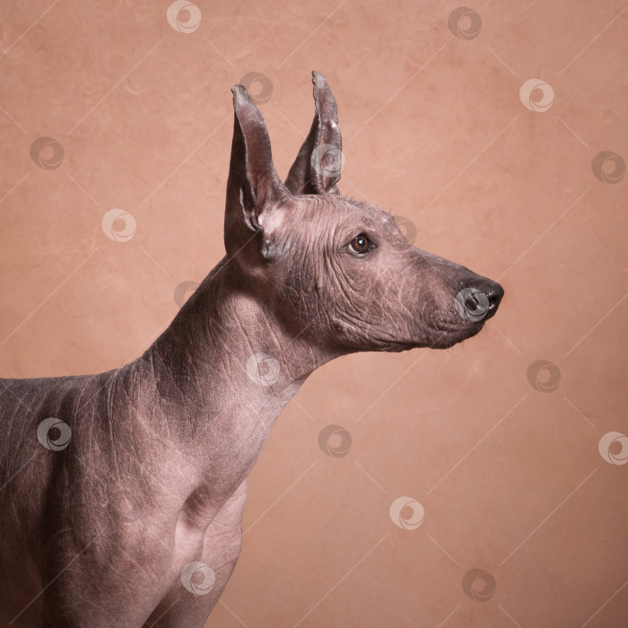 Скачать Собака породы Ксоло (Xoloitzcuintle, мексиканская голая) на бежевом фоне, портрет в профиль фотосток Ozero