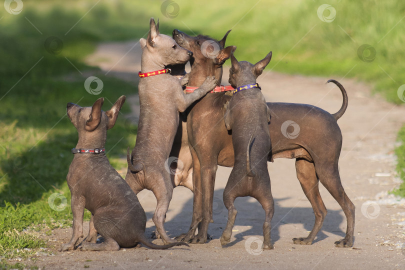 Скачать Множество собак ксоло (xoloitzcuintle, мексиканская голая собака), мама и детеныши, играют фотосток Ozero