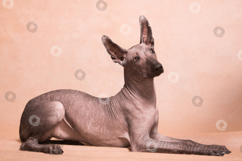 Скачать Собака породы Ксоло (Xoloitzcuintle, мексиканская голая) на бежевом фоне, лежащая - 3 фотосток Ozero