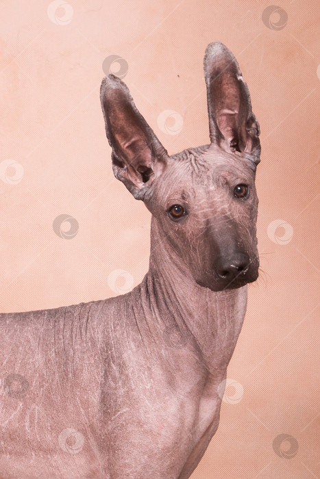 Скачать Собака породы Ксоло (Xoloitzcuintle, мексиканская голая) на бежевом фоне, портрет фотосток Ozero