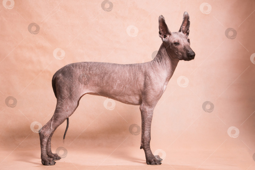 Скачать Собака породы Ксоло (Xoloitzcuintle, мексиканская голая) стоит на бежевом фоне фотосток Ozero