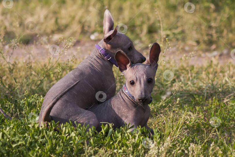 Скачать Два щенка ксоло (xoloitzcuintle, голый мексиканец) играют фотосток Ozero