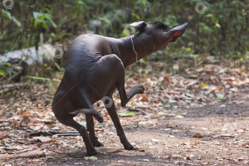 Скачать Забавный пес породы ксоло (xoloitzcuintle, мексиканский ню) в летнем лесу фотосток Ozero