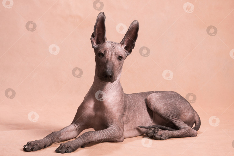 Скачать Собака породы Ксоло (Xoloitzcuintle, мексиканская голая) лежит на бежевом фоне фотосток Ozero