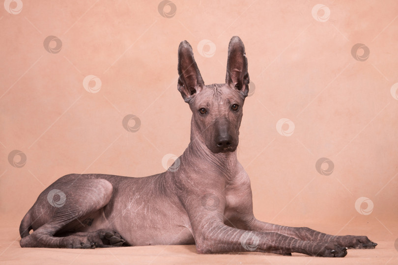 Скачать Собака породы Ксоло (Xoloitzcuintle, мексиканская голая) на бежевом фоне лежит и смотрит прямо фотосток Ozero