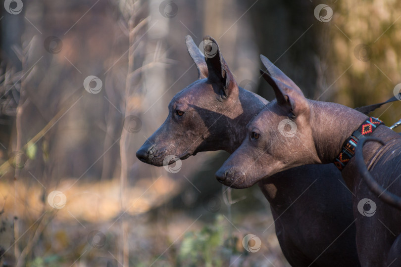 Скачать Две собаки ксоло (xoloitzcuintle, обнаженная мексиканка) в осеннем лесу фотосток Ozero