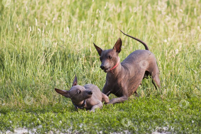 Скачать Две собаки породы ксоло (xoloitzcuintle, мексиканская голая), мать и детеныш, играют фотосток Ozero