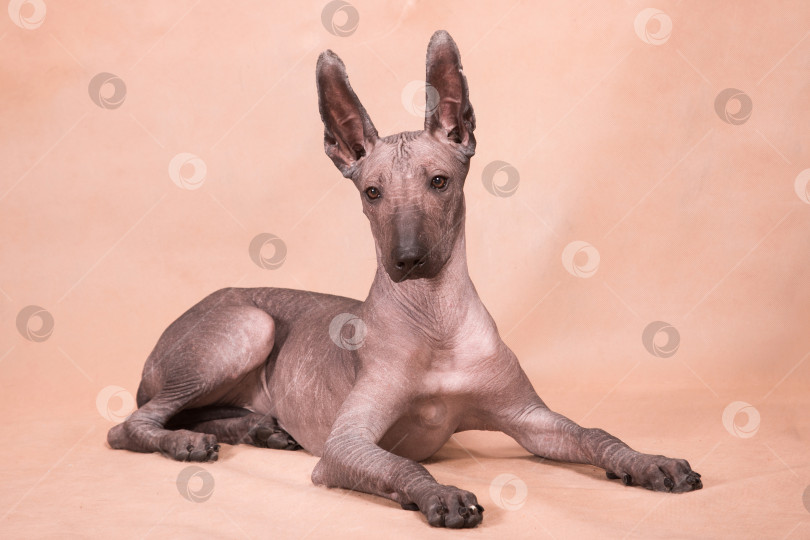 Скачать Собака породы Ксоло (Xoloitzcuintle, мексиканская голая) на бежевом фоне, лежащая фотосток Ozero