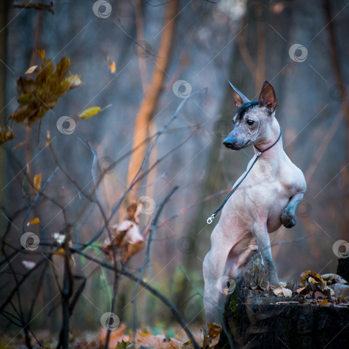 Скачать Собака породы Ксоло (Xoloitzcuintle, мексиканская голая), в лесу на пне фотосток Ozero