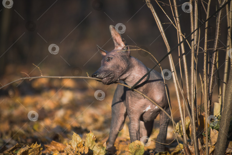 Скачать Щенок Ксоло (Xoloitzcuintle, мексиканский голый) грызет ветку фотосток Ozero