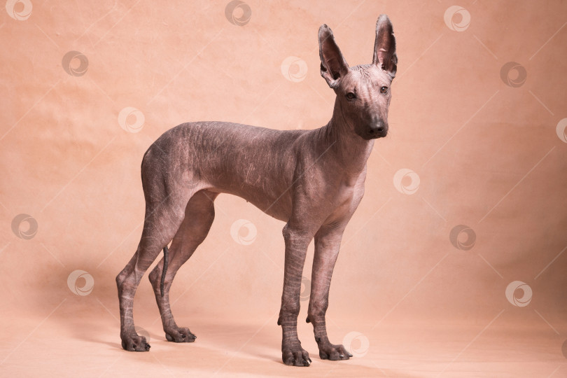 Скачать Собака породы Ксоло (Xoloitzcuintle, мексиканская голая) стоит на бежевом фоне фотосток Ozero