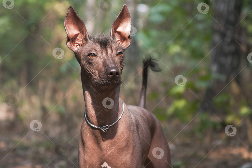 Скачать Собака породы Ксоло (Xoloitzcuintle, мексиканская голая) в летнем лесу фотосток Ozero