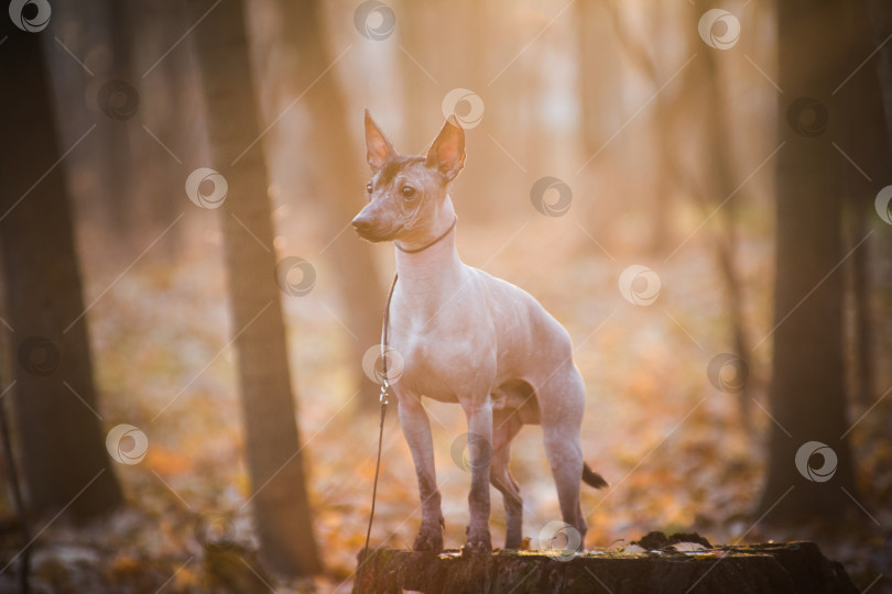 Скачать Собака Ксоло (Xoloitzcuintle, мексиканская голая собака) в осеннем лесу фотосток Ozero