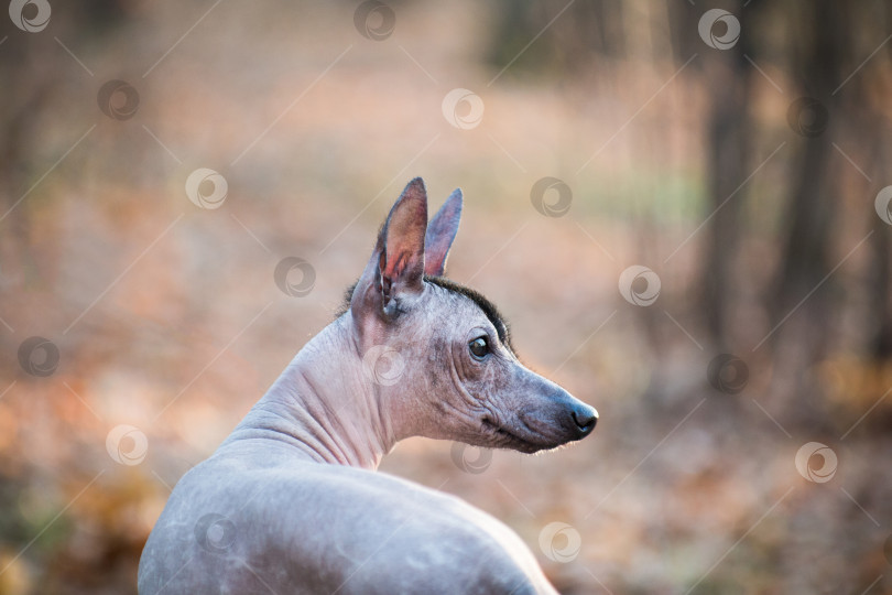 Скачать Собака Ксоло (Xoloitzcuintle, мексиканская голая), портрет с разворотом фотосток Ozero