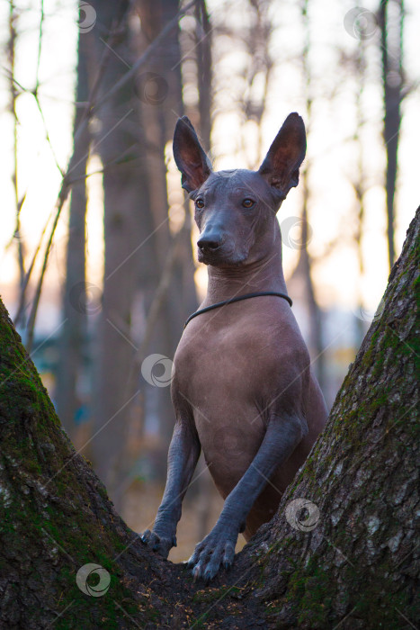 Скачать Собака породы Ксоло (Xoloitzcuintle, мексиканская голая) стоит на стволе дерева фотосток Ozero