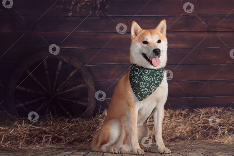 Скачать Собака породы Сиба-ину, сидящая на фоне деревенского пейзажа фотосток Ozero