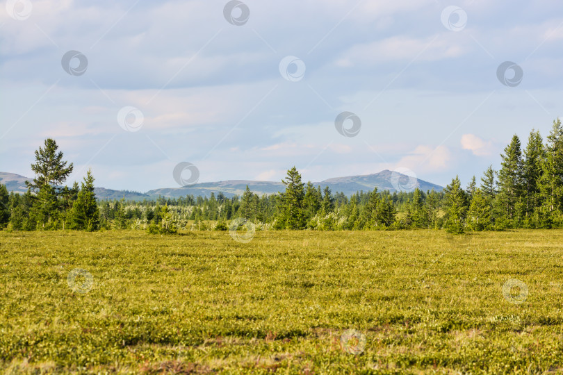 Скачать Предгорная тундра. фотосток Ozero