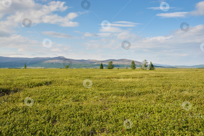 Скачать Предгорная тундра. фотосток Ozero