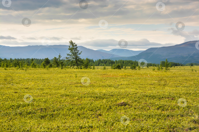 Скачать Предгорная тундра. фотосток Ozero