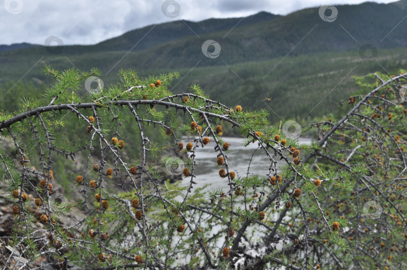 Скачать Ветка лиственницы в Якутии. фотосток Ozero