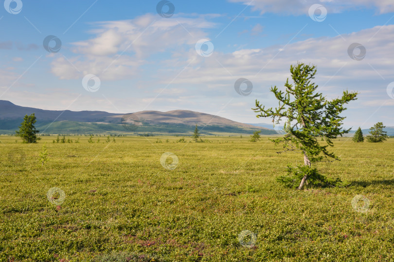 Скачать Предгорная тундра. фотосток Ozero