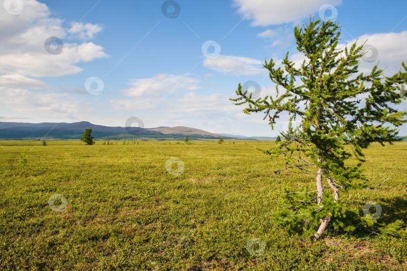 Скачать Предгорная тундра. фотосток Ozero
